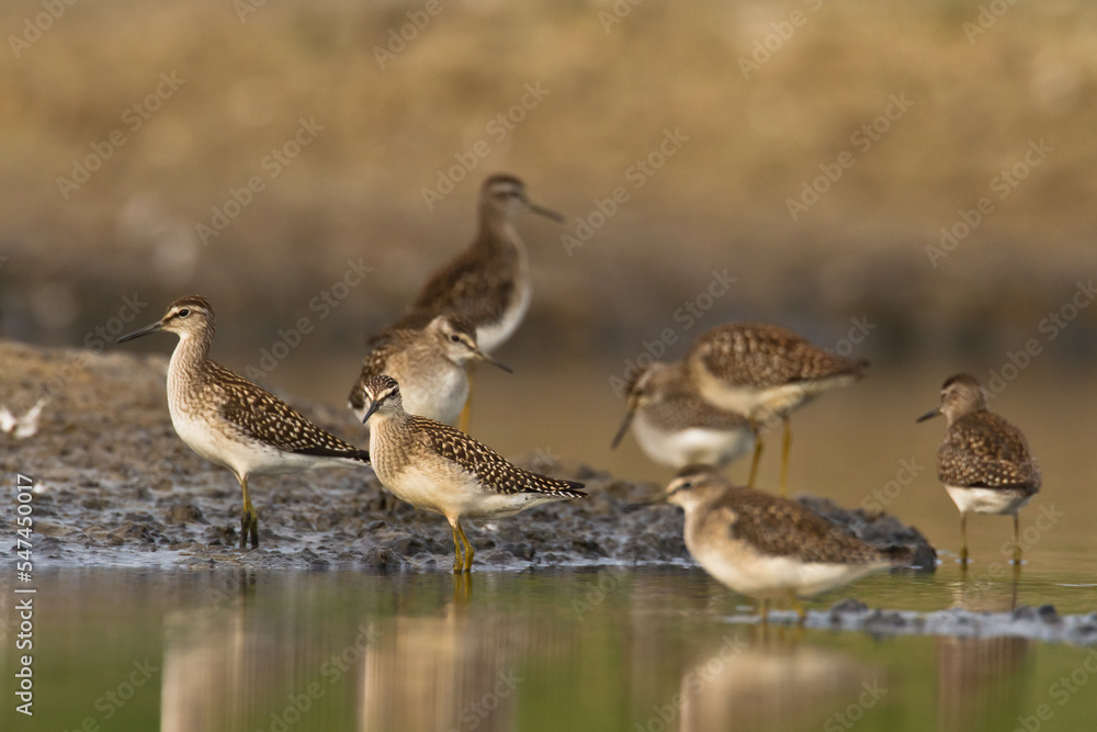 Fototapeta premium Shorebirds - Wood Sandpiper Tringa glareola, wildlife Poland Europe