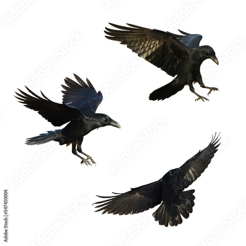 Birds flying ravens isolated on white background Corvus corax. Halloween - mix three birds, silhouette of a large black bird in flight cut out on a white background for use in graphic arts