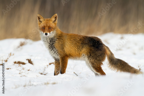 Fox Vulpes vulpes in autumn scenery  Poland Europe  animal walking among autumn meadow in amazing warm light