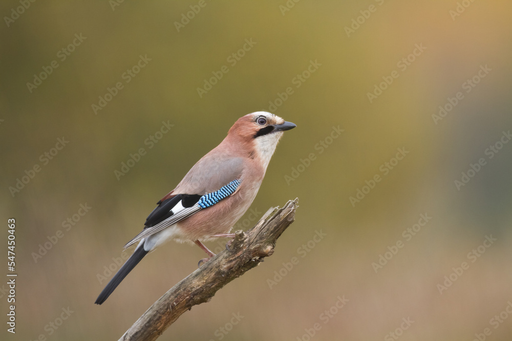 Bird Eurasian Jay Garrulus glandarius sitting on the branch Poland, Europe Bird Eurasian Jay Garrulus glandarius sitting on the branch Poland, Europe
