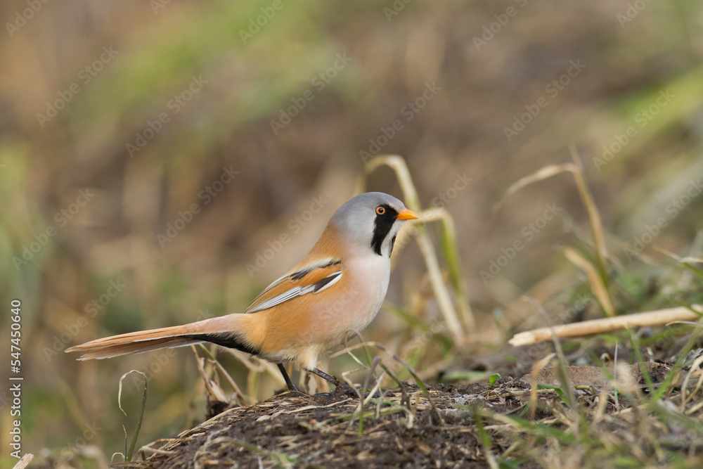 Bird Bearded Reedling Panurus biarmicus Poland Europe, a bird living in reeds on the edges of rivers, ponds, lakes Bird Bearded Reedling Panurus biarmicus Poland Europe, a bird living in reeds on the edges of rivers, ponds, lakes