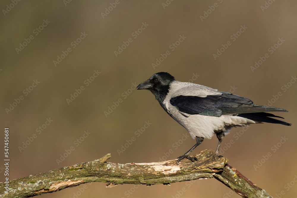 Fototapeta premium Bird - Hooded crow Corvus cornix in amazing warm background Poland Europe