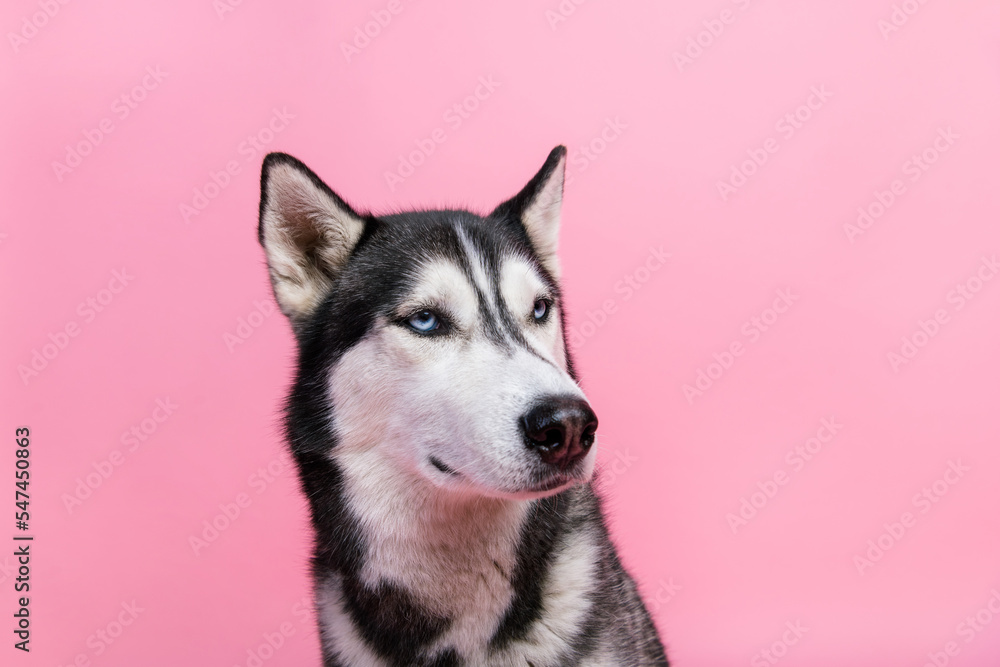Portrait of purebred husky looking copyspace advertise for pet shop dog products isolated on pastel color background