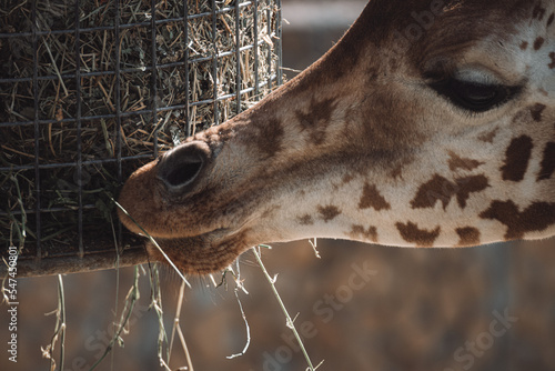 A giraffe eats hay from a feeder