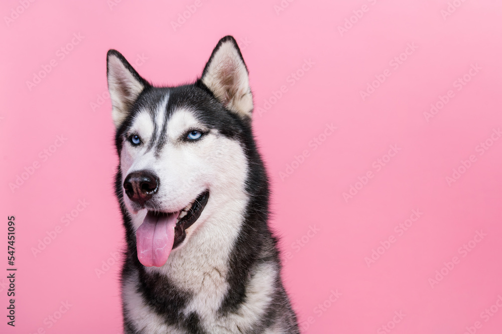 Portrait of cute siberian husky with blue eyes advertise high quality pet sale for dog lovers isolated pastel color background Portrait of cute siberian husky with blue eyes advertise high quality pet sale for dog lovers isolated pastel color background