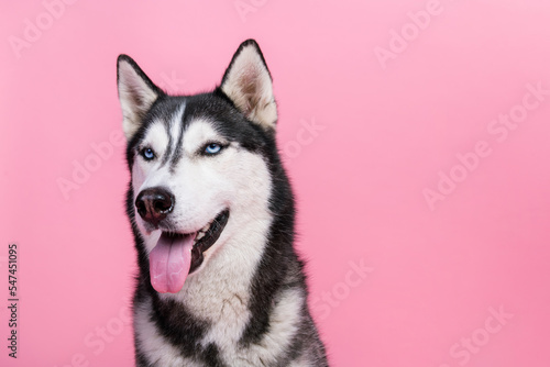 Fototapeta Naklejka Na Ścianę i Meble -  Portrait of cute siberian husky with blue eyes advertise high quality pet sale for dog lovers isolated pastel color background