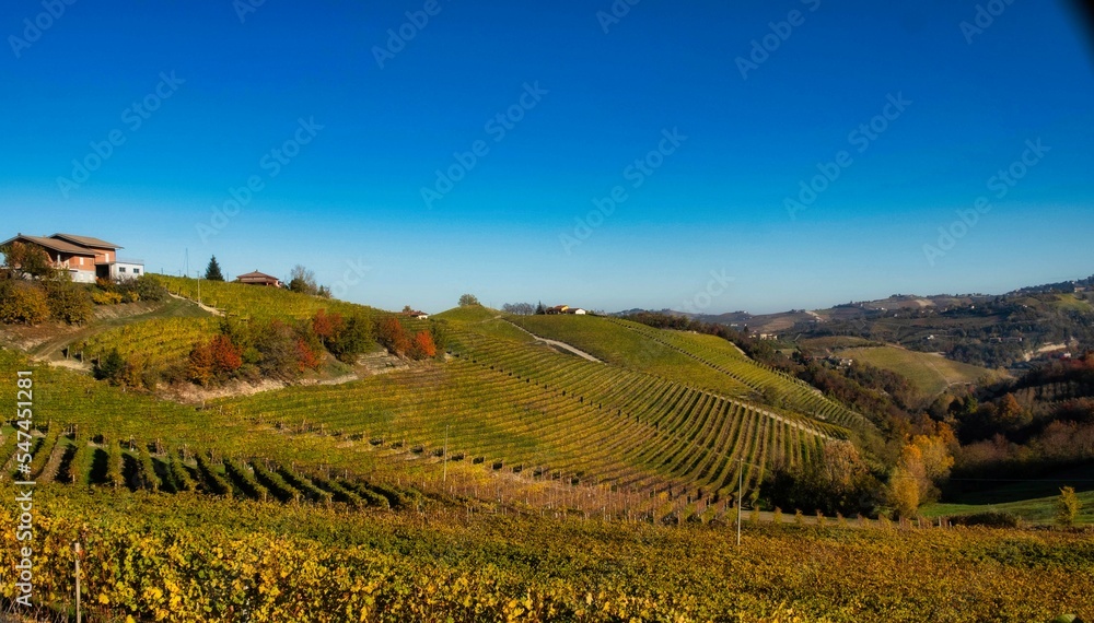 the splendid colors of the vineyards in the Piedmontese Langhe in autumn, in the Serralunga d'Alba area in 2022
