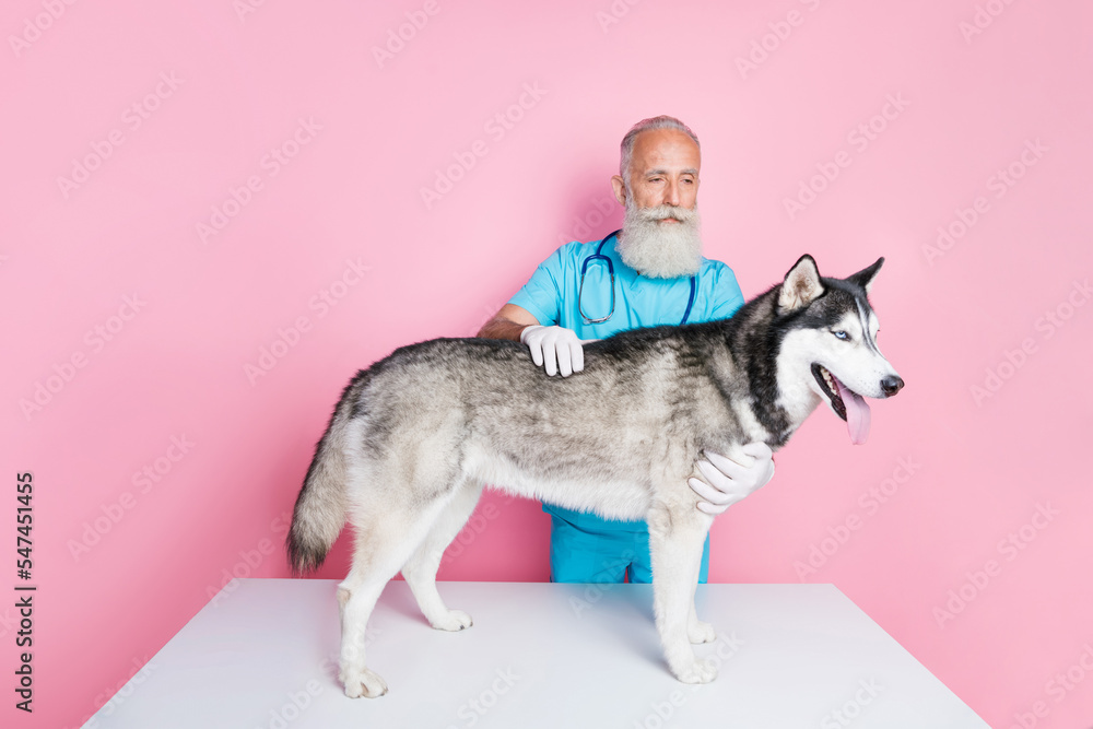 Photo of serious confident senior man doc dressed blue uniform checking dog health isolated pink color background