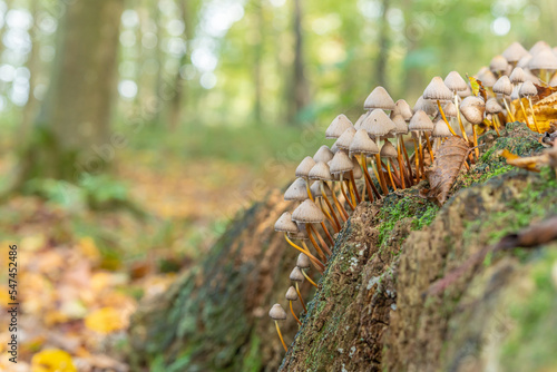 Group of mushrooms in the forest in autumn.