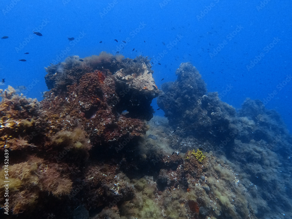 Fototapeta premium Underwater reef