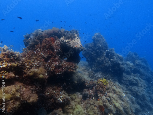 Fototapeta Naklejka Na Ścianę i Meble -  Underwater reef