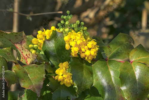Gelbe Blüten der Mahonie, Berberitze, Mahonia aquifolium