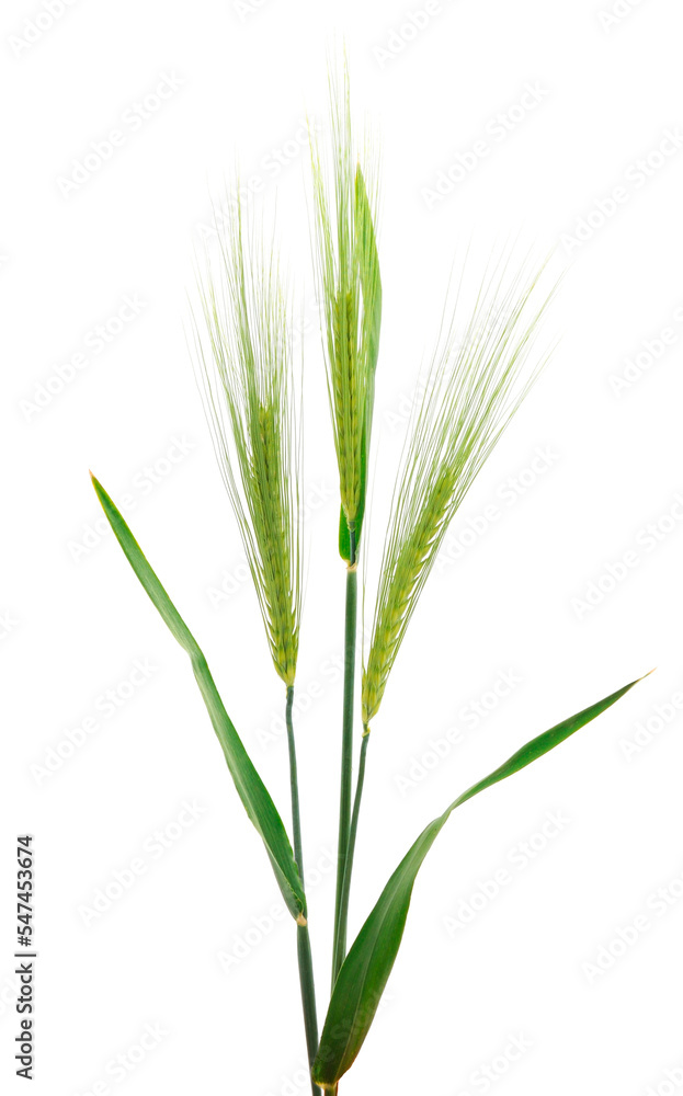 Fototapeta premium Green spikelets of wheat.