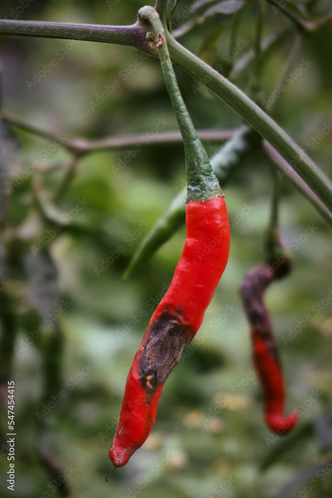 Foto de Rotten red chili and dried because of pests for good that