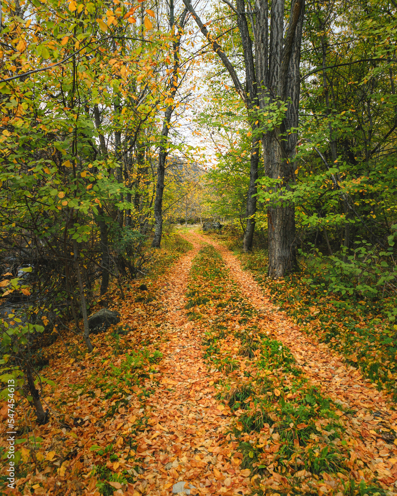 Naklejka premium path in autumn forest