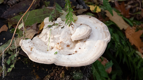 weisser Baumpilz in herbstlicher Atmosphäre fokissiert photo