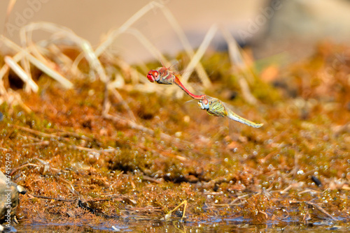 libélulas apareándose en el estanque (Pantala flavescens) y depositando los huevos. Guaro Andalucía España