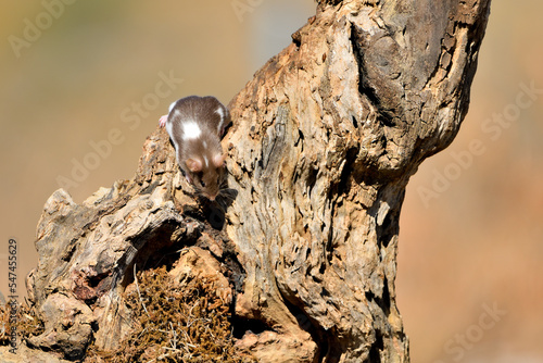 Ratón común marrón y blanco en una cepa de olivo Málaga Andalucía España 