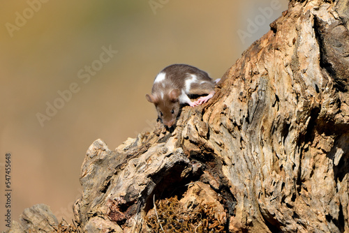 Ratón común marrón y blanco  en una cepa de olivo Málaga Andalucía España  photo