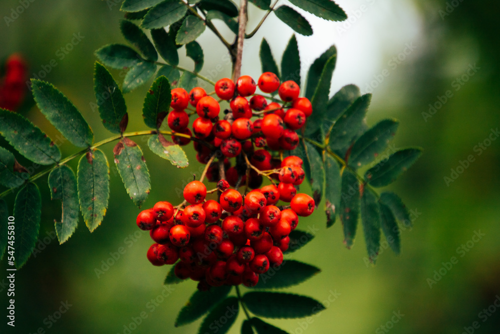 Close up on a red rowan berries in the autumn/fall Close up on a red rowan berries in the autumn/fall