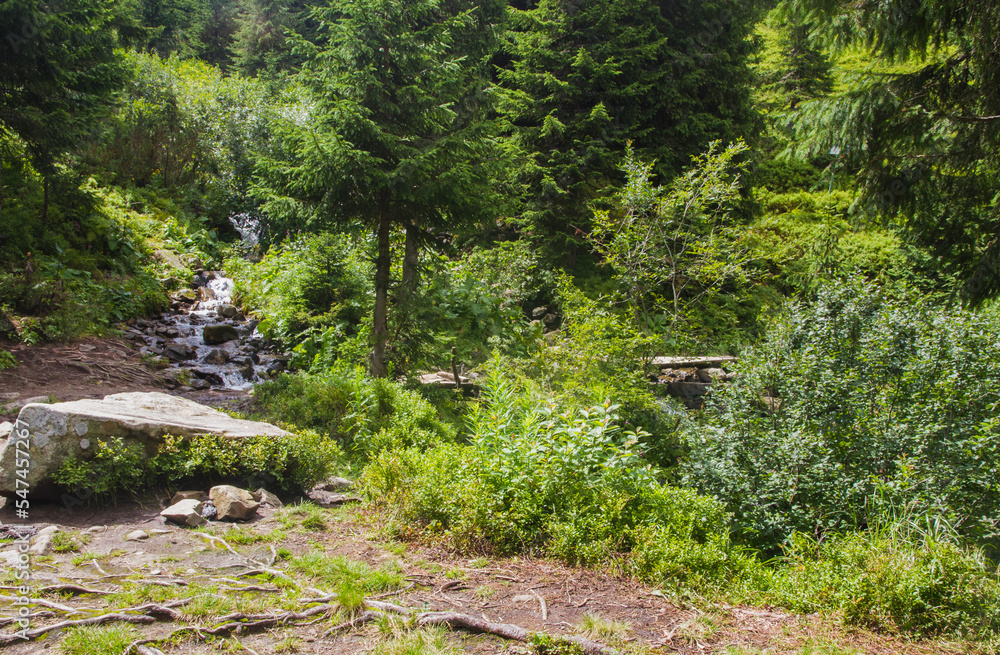 Beautifull view of Carpatian forest with fir tries Beautifull view of Carpatian forest with fir tries