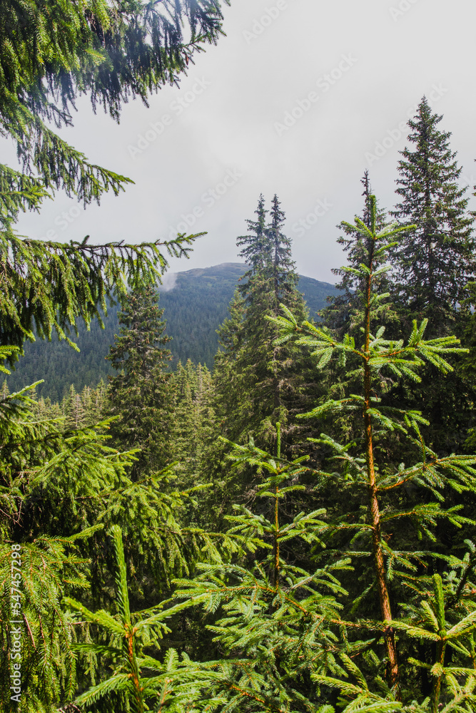 Fototapeta premium Beautifull view of Carpatian forest with fir tries 