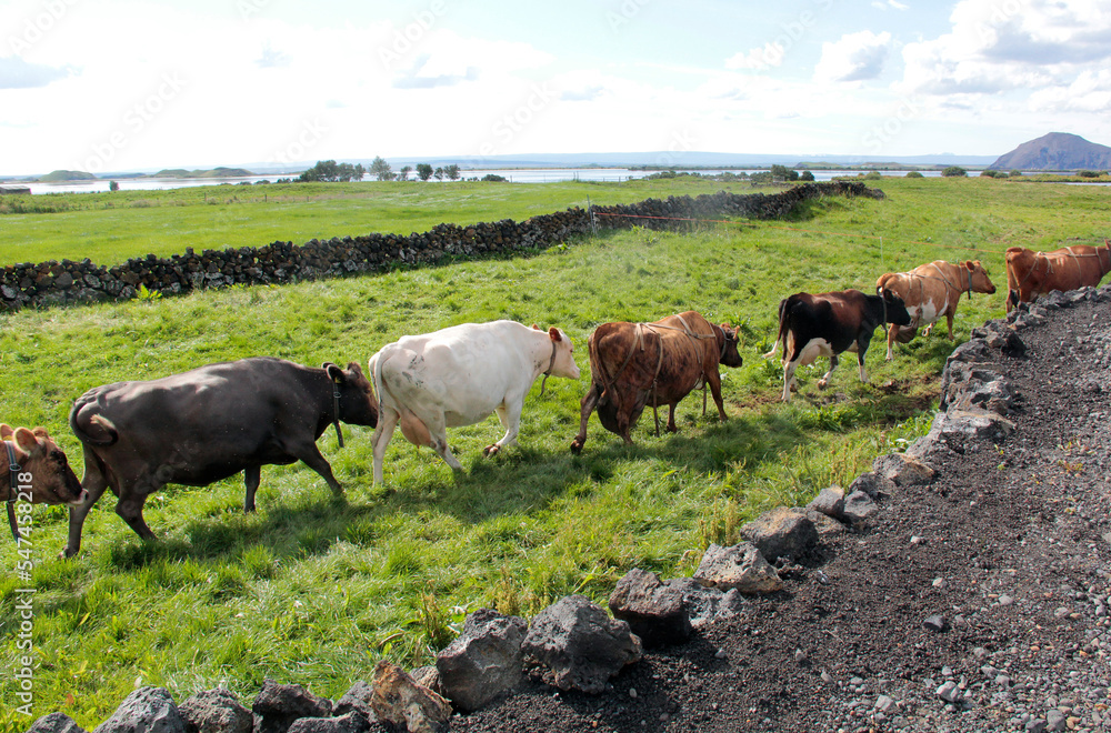 a la queue leu leu de vaches a la queue leu leu de vaches