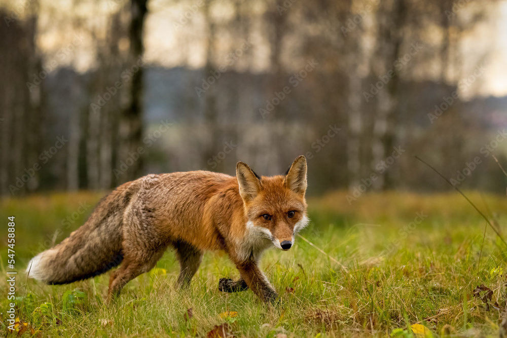 Fox in the forest in Bohemian Moravian Highland Fox in the forest in Bohemian Moravian Highland