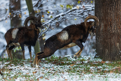 male European mouflon (Ovis aries musimon) is in a dueling jump