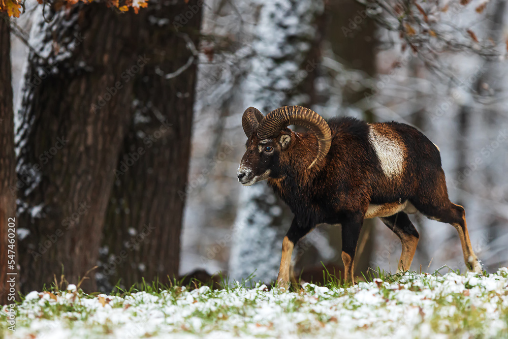male European mouflon (Ovis aries musimon) looking for an opponent male European mouflon (Ovis aries musimon) looking for an opponent