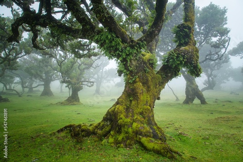 laurel trees in fanal in madeira