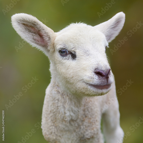 Close up portrait of little white lamb