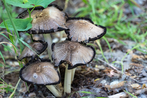 Group contingently edible ink cap mushroom in deciduous forest. Common coprinopsis atramentaria growing in the green grass. Mushroom manure gray from family сoprinus psathyrellaceae.