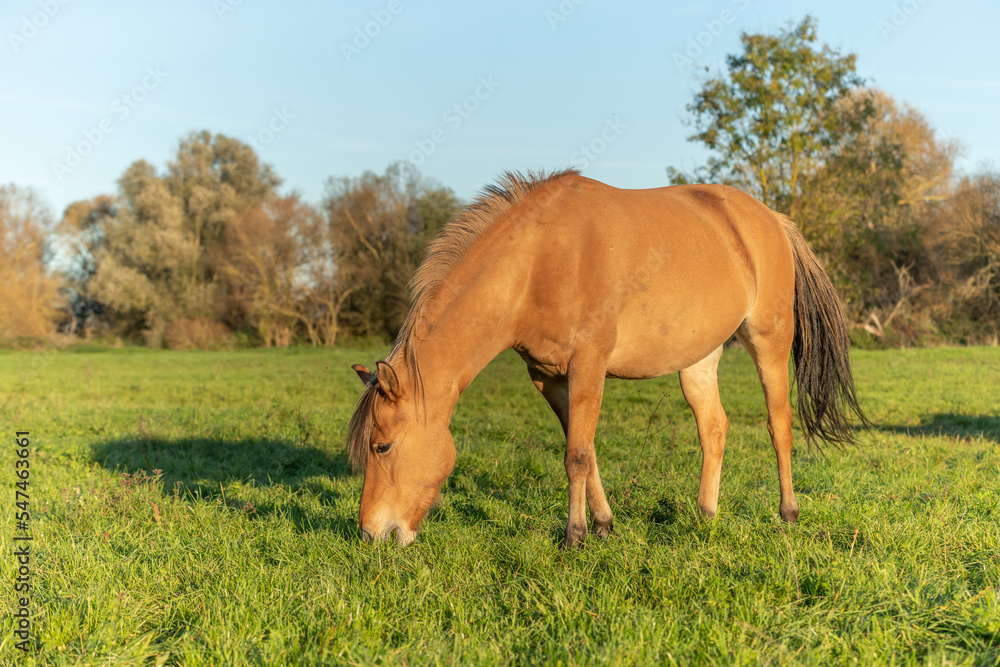 Fototapeta premium Horse portrait in a pasture in autumn.