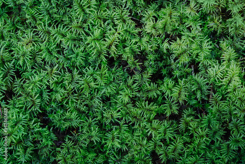 Abstract green moss leaf texture. Moss foliage pattern.