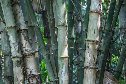 Details of bamboo trunks