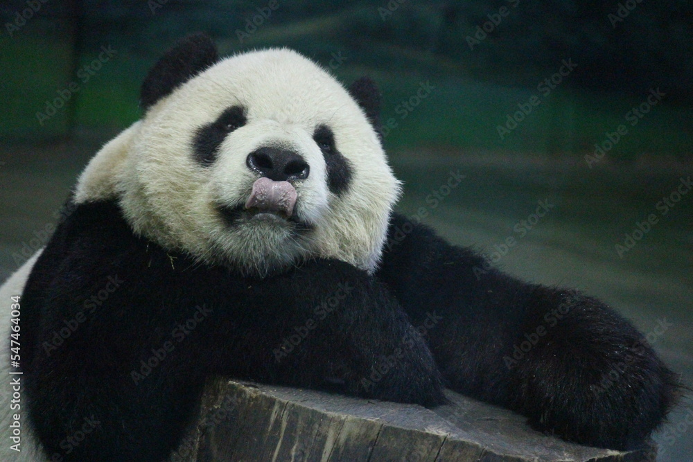 Naklejka premium Close up Male Panda , Tuan Tuan , in Taipei Zoo, Taiwan