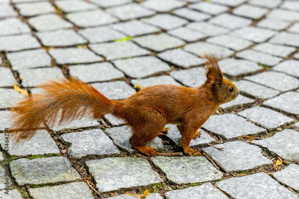 Single Red Squirrel - latin Sciurus vulgaris - on cobbled pavement in