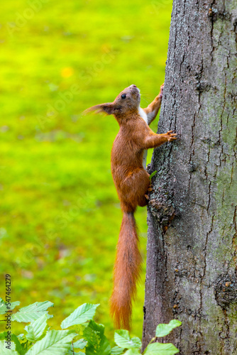 Single Red Squirrel - latin Sciurus vulgaris - climbing tree trunk in summer season in Royal Baths Lazienki Krolewskie forest park in Ujazdow district of Warsaw in Poland