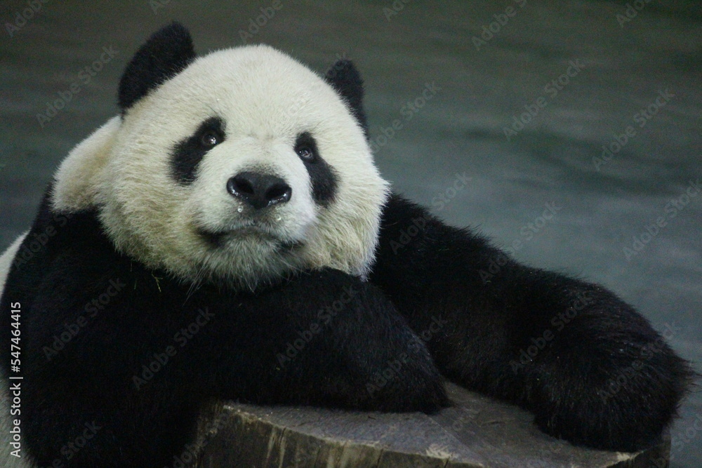 Obraz premium Close up Male Panda , Tuan Tuan , in Taipei Zoo, Taiwan