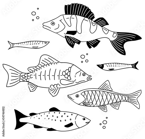 Different types of fish. Perch, carp, roach, sprat, salmon hand drawn illustration. Vector