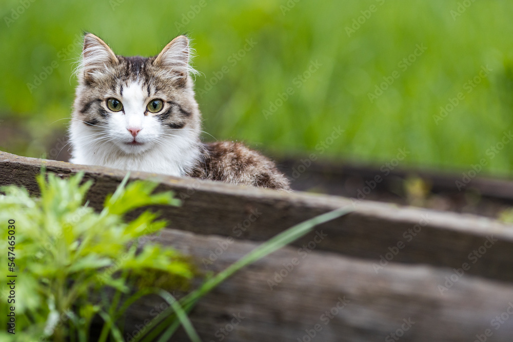 young cat looks into the frame, green grass outdoors young cat looks into the frame, green grass outdoors