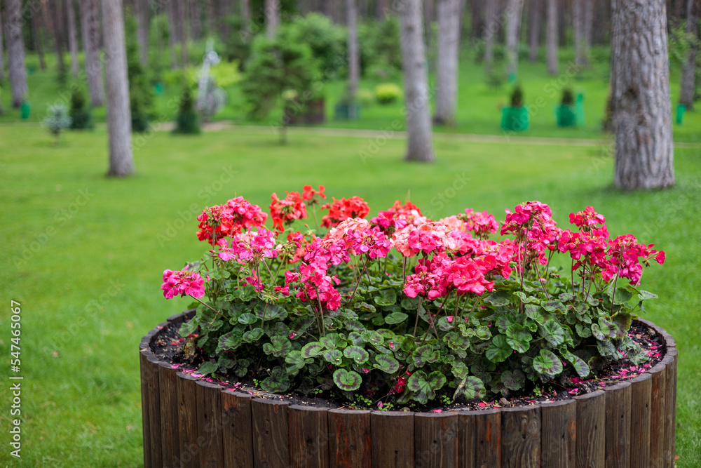 red flowers grow in a flower bed in the park against the backdrop of trees and a lawn