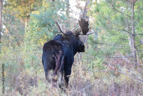 Large bull moose standing in the woods watching a cow moose. 