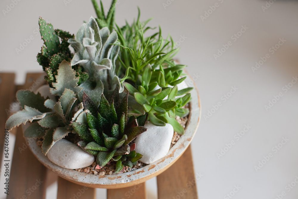 Succulent mini garden. Home decor with our easy-to-care-for cactus and succulent dish garden. Miniature succulents selection decoration. Succulent mini garden. Home decor with our easy-to-care-for cactus and succulent dish garden. Miniature succulents selection decoration.