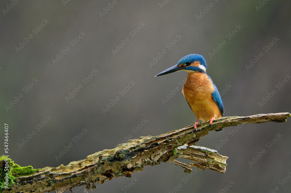 eisvogel, wild lebende tiere, bird, natur, tier, blau, eisvogel, wild lebende tiere, bird, natur, tier, blau,