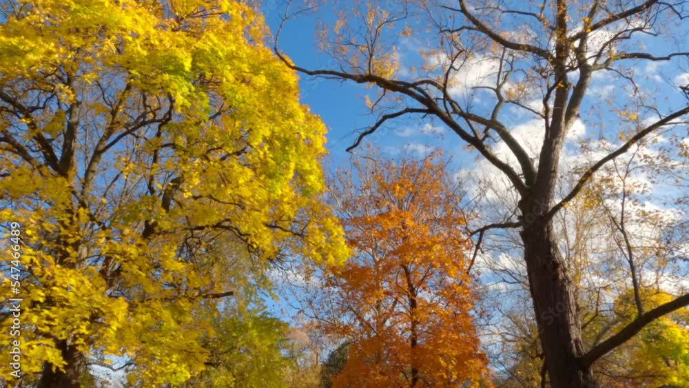 Autumn yellow and orange maple trees and oak tree in gust wind and under moving clouds in blue sky time lapse Autumn yellow and orange maple trees and oak tree in gust wind and under moving clouds in blue sky time lapse