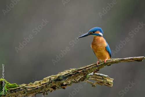 eisvogel, wild lebende tiere, bird, natur, tier, blau, © Oliver