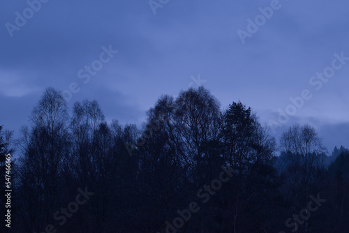 Tops of trees against a blue sky in rural Germany during blue hour on a foggy winter night.
