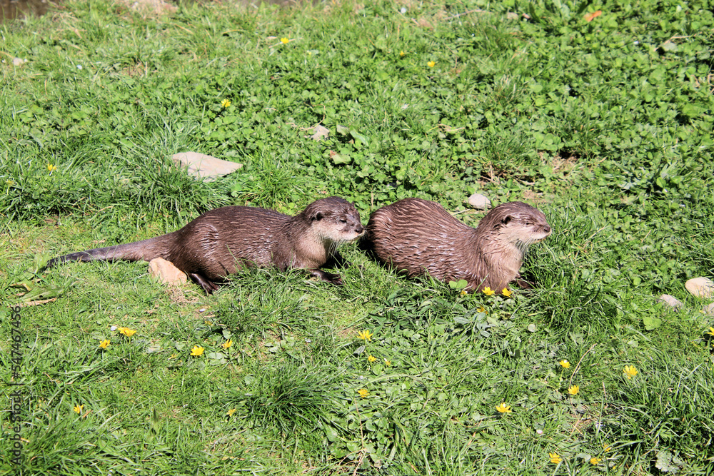 A view of an Otter A view of an Otter